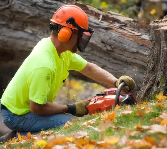 tree services Hughesville